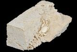 Fossil Crab (Potamon) Preserved in Travertine - Turkey #145050-3